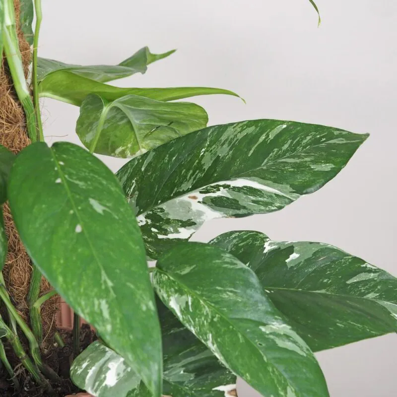 epipremnum pinnatum variegata panasovana pokojová rostlina