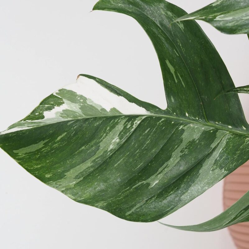 epipremnum pinnatum variegata panasovana pokojová rostlina