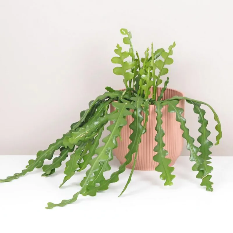 fishbone kaktus epiphyllum anguliger