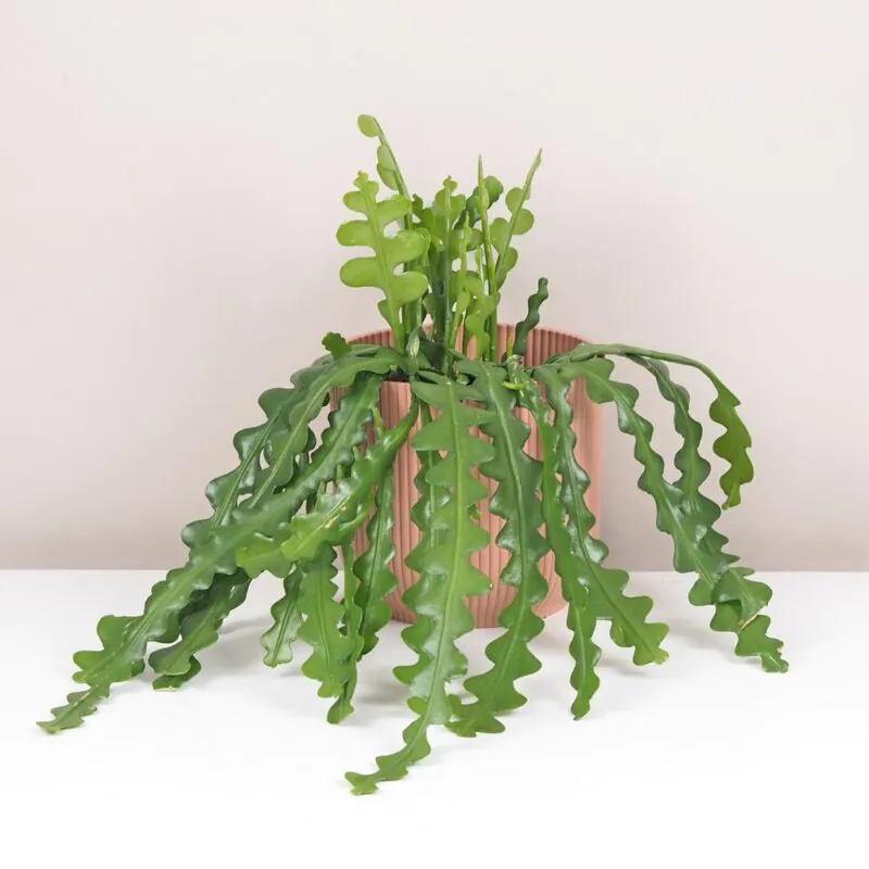 fishbone kaktus epiphyllum anguliger