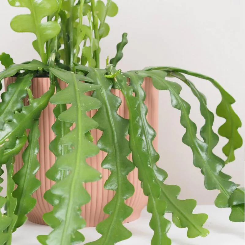 fishbone kaktus epiphyllum anguliger