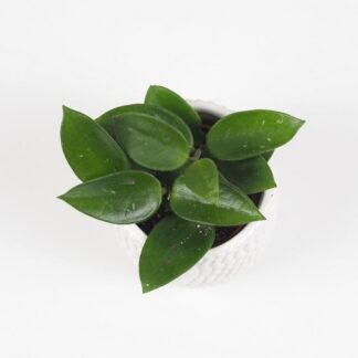 Hoya carnosa malá hoya carnosa voskovka tahava zelena pokojová rostlina