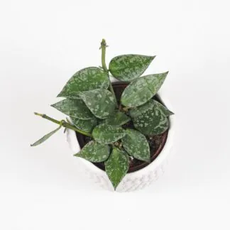 Hoya lacunosa ‘Splash’ malá hoya lacunosa splash voskovka táhne nenarocná pokojová rostlina