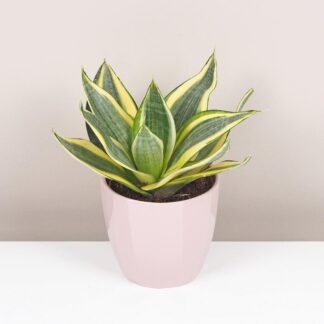 sasevieria golden hahnii svokrine jazyky