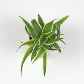 zelenec chocholatý chlorophytum comosum malá nenarocná pokojová rostlina do stínu