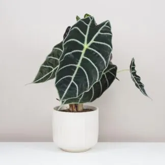 alocasia watsoniana velka alokazia
