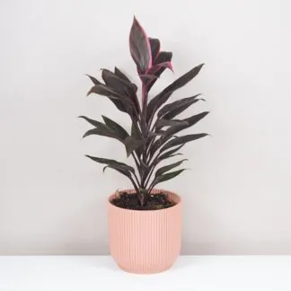cordyline fruticosa tango fialova izbova rastlina
