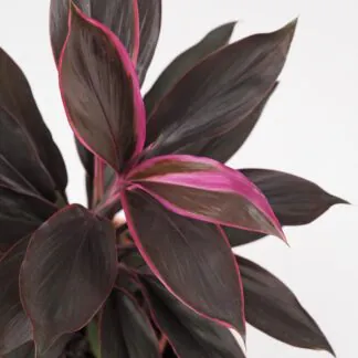 cordyline fruticosa tango fialova izbova rastlina