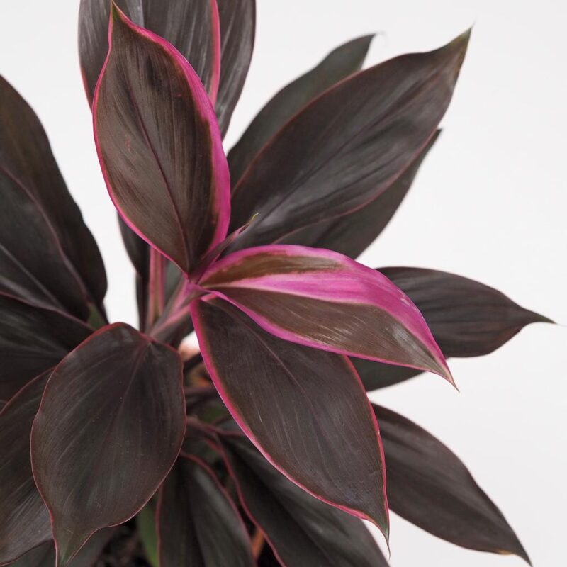 cordyline fruticosa tango fialova izbova rastlina