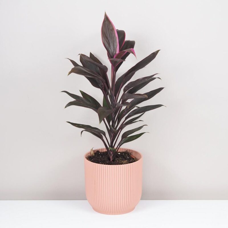 cordyline fruticosa tango fialova izbova rastlina