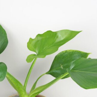 Philodendron warscewiczii Philodendron warscewiczii zelena izbova rastlina