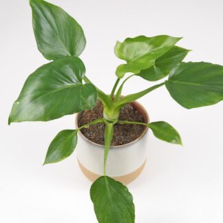 Philodendron warscewiczii Philodendron warscewiczii zelena izbova rastlina