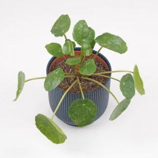 Pilea peperomioides sugar