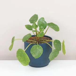 Pilea peperomioides sugar