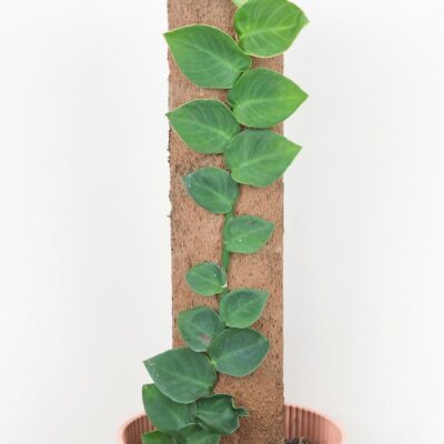 Rhaphidophora hayi raritna izbova rastlina