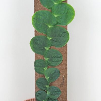 Rhaphidophora korthalsii raritna izbova rastlina