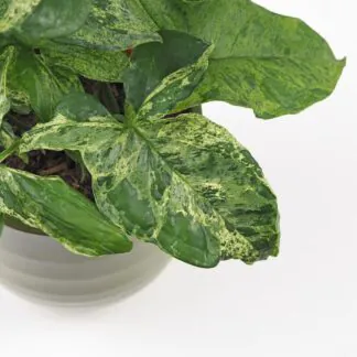 syngonium podophyllum mottled mojito