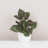 syngonium podophyllum bronze maria tmavá pokojová rostlina