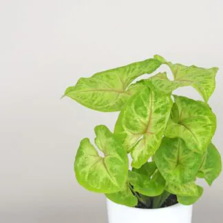 syngonium podophyllum sunshine