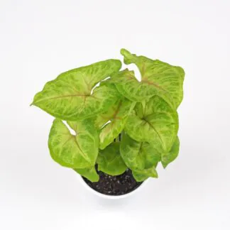 syngonium podophyllum sunshine
