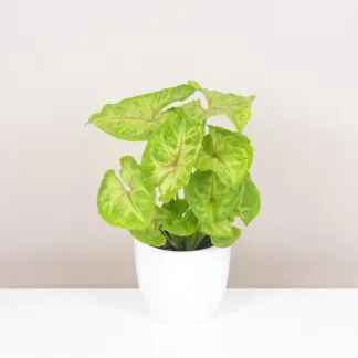 syngonium podophyllum sunshine