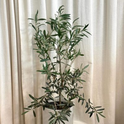Olivovník evropský Olea europaea