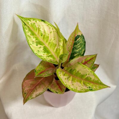 aglaonema Pastella barevná pokojová rostlina