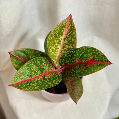 aglaonema red Sprinkles červená pokojová rostlina