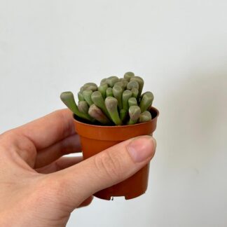 Živé kameny / Frithia pulchra Frithia pulchra živé kameny sukulenty