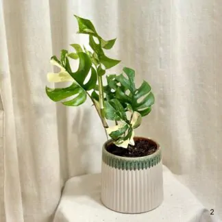Rhaphidophora tetrasperma variegata (Monstera Minima)