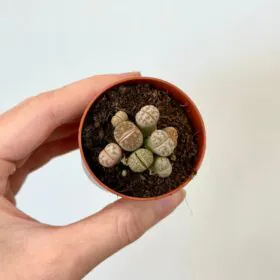 Živé kameny / Lithopsy mini