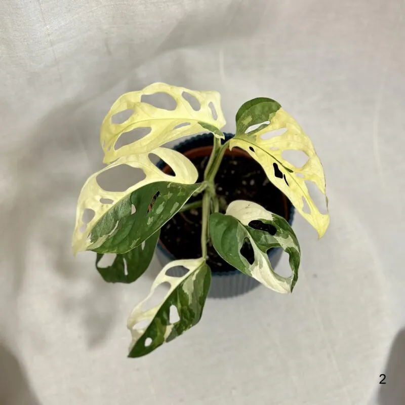 monstera adansonii variegata halfmoon a celé bílé listy panasovaná rostlina