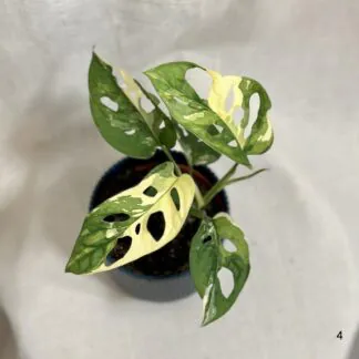 monstera adansonii variegata halfmoon a celé bílé listy panasovaná rostlina