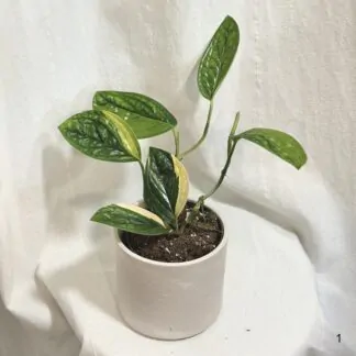 Pokojové rostliny, řasokoule a příslušenství monstera karstenianum variegata