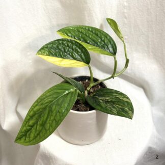Monstera karstenianum variegata monstera karstenianum variegata