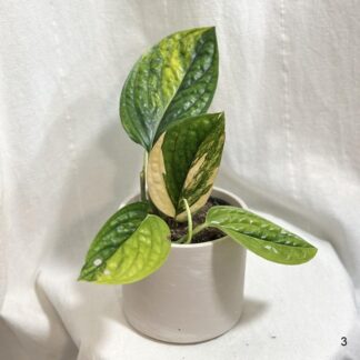 Monstera karstenianum variegata monstera karstenianum variegata