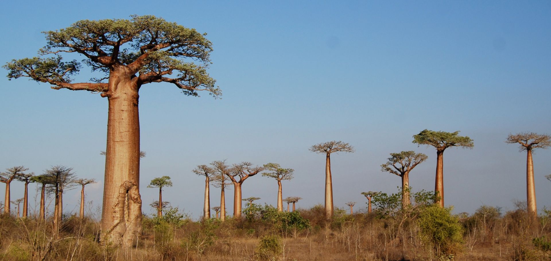 Baobab Tree Plantizia.cz