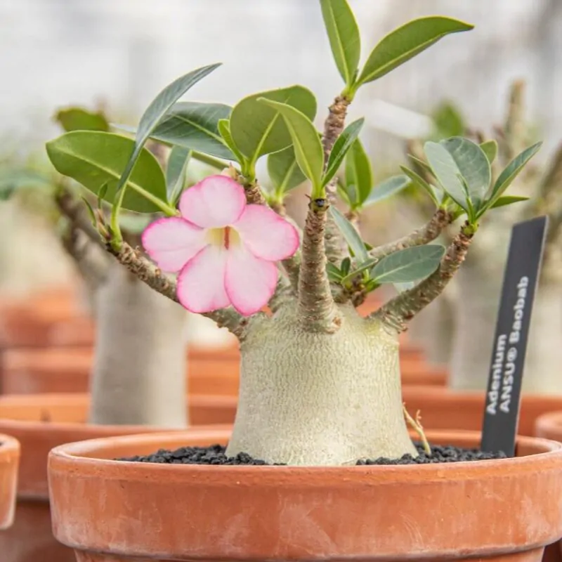 adenium ansu baobab poustni ruze kvet sukulent