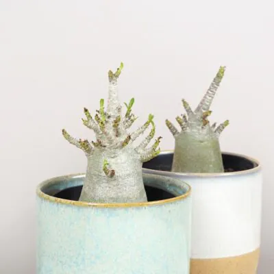 adenium ansu baobab poustni ruze sukulent