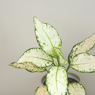 Aglaonema ‘Vanilla Baby’ aglaonema vanilla baby biela izbova rastlina