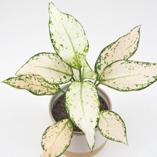 Aglaonema ‘Vanilla Baby’ aglaonema vanilla baby biela izbova rastlina