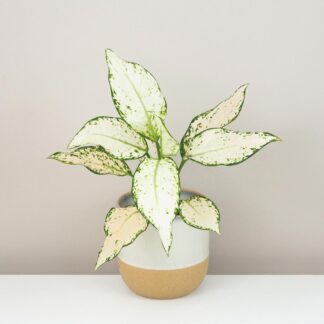 aglaonema vanilla baby biela izbova rastlina