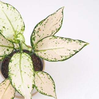 Aglaonema ‘Vanilla Baby’ aglaonema vanilla baby biela izbova rastlina