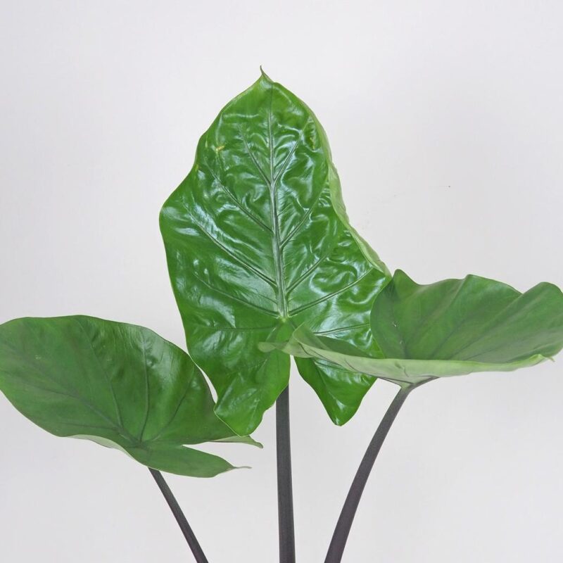 alocasia black cobra