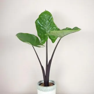 alocasia black cobra