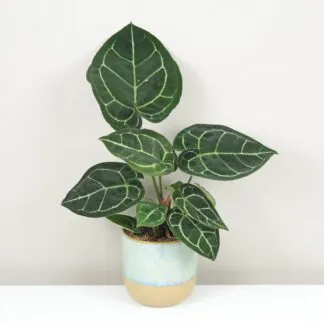 Anthurium crystallinum