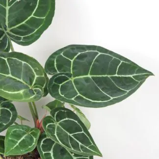 Anthurium crystallinum velké Anthurium crystallinum