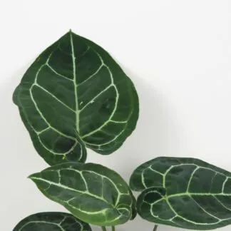 Anthurium crystallinum velké Anthurium crystallinum