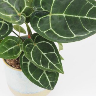 Anthurium crystallinum velké Anthurium crystallinum