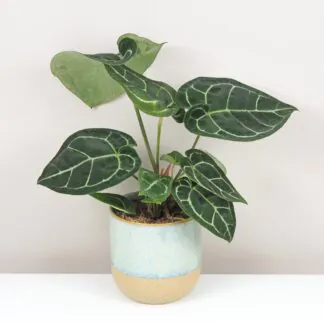 Anthurium crystallinum velké Anthurium crystallinum